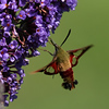 Hummingbird Moths - Clear Wing Moths - Butterflies & other things with wings. : Glide your cursor over the displayed photo to select a different viewing size.
