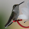 Hummingbirds : Hummingbird portraits.
Glide your cursor over the photo displayed
to select a larger size to view.