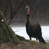 Wild Turkey 2009 : Slide your cursor over the photo displayed to select another size to view.
Or view as a slideshow. Button is at upper right of this page.

Slideshow button is at the upper right of this page.