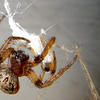 wiseguys > Spider outside our back door light. It just captured a very small white moth and made a wrap.
