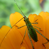 wiseguys > A very small grasshopper - just hatched I guess.