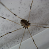 wiseguys > Daddy long legs?