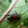wiseguys > Japanese beetle.