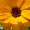 wiseguys > Macro's with the Pentax Optio W30 photo