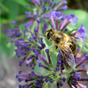 wiseguys > Macro's with the Pentax Optio W30 photo